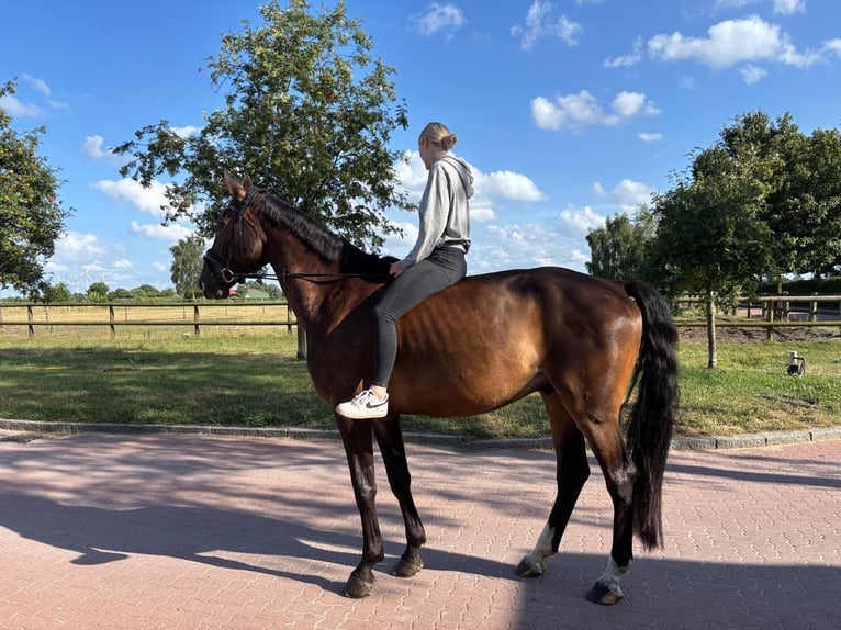 Hannoveraner Wallach 6 Jahre 180 cm Brauner in Wedemark