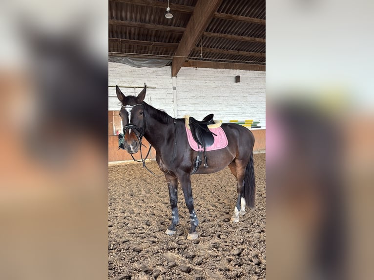 Hannoveraner Wallach 6 Jahre 180 cm Brauner in Wedemark