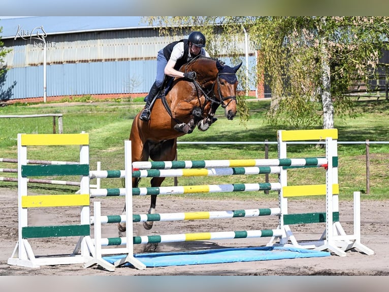 Hannoveraner Wallach 6 Jahre 180 cm Brauner in Bremen