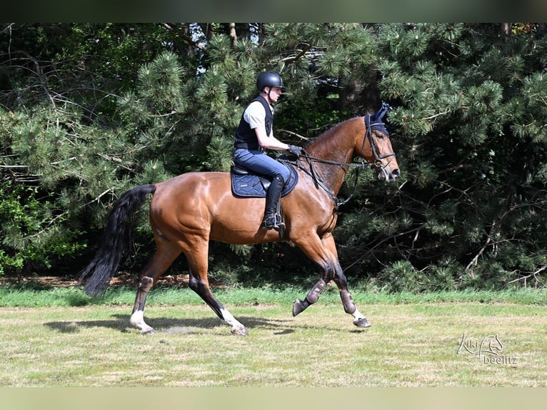Hannoveraner Wallach 6 Jahre 180 cm Brauner in Bremen