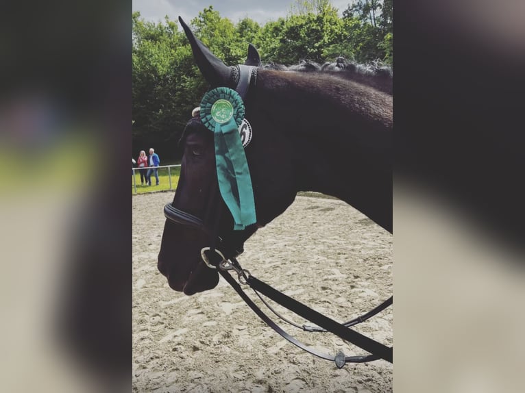 Hannoveraner Wallach 6 Jahre 180 cm Rappe in Heuchlingen