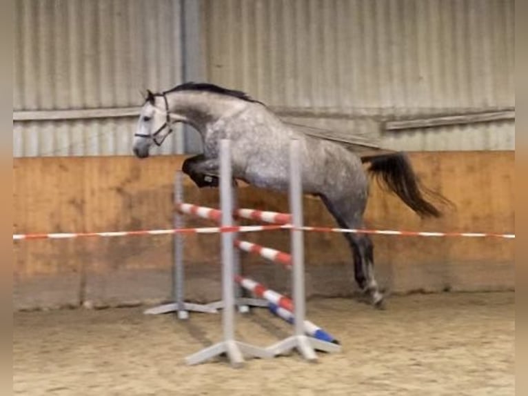 Hannoveraner Wallach 6 Jahre 180 cm Schimmel in Schneverdingen