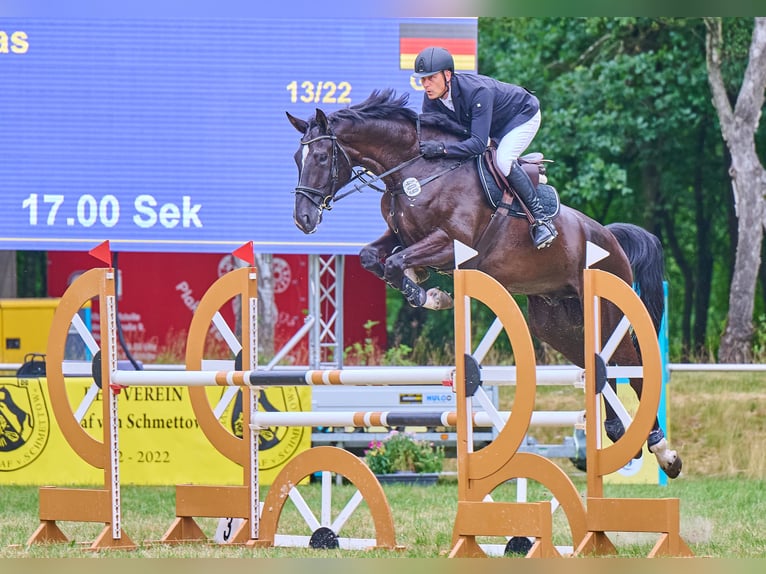 Hannoveraner Wallach 6 Jahre 180 cm Schwarzbrauner in Schee&#xDF;el