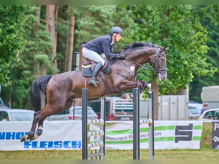Hannoveraner Wallach 6 Jahre 180 cm Schwarzbrauner in Schee&#xDF;el