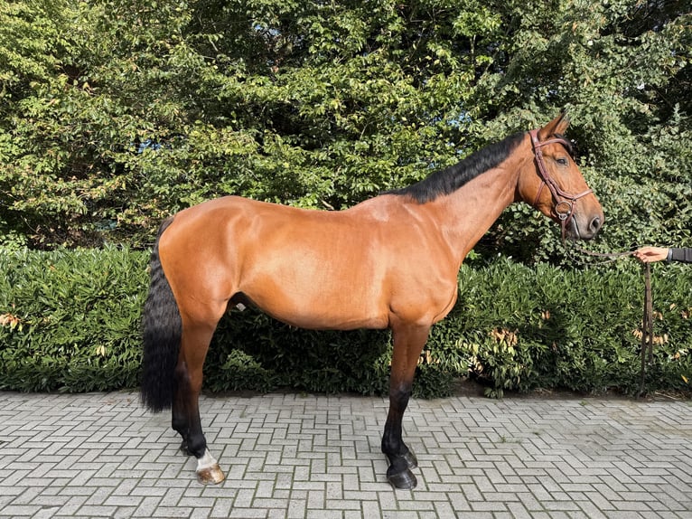 Hannoveraner Wallach 6 Jahre 182 cm Brauner in Visbek