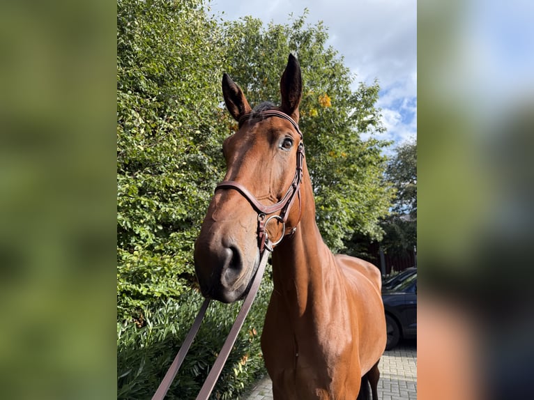 Hannoveraner Wallach 6 Jahre 182 cm Brauner in Visbek