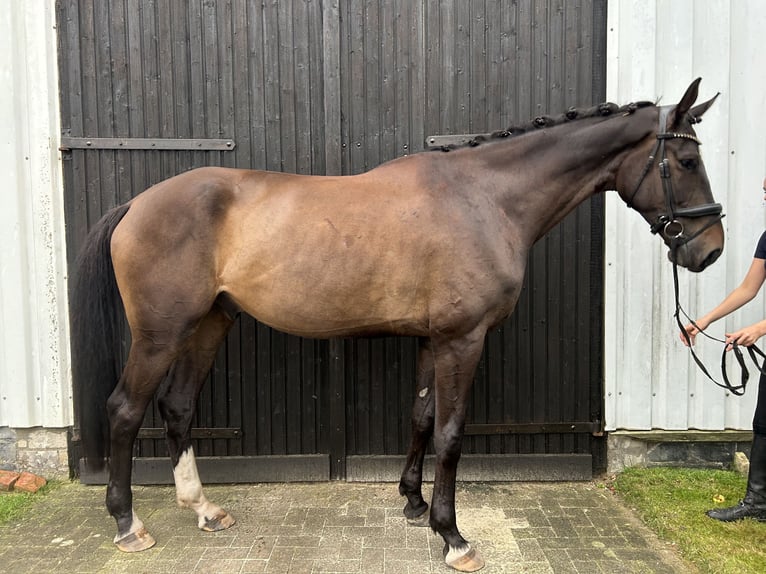 Hannoveraner Wallach 6 Jahre 186 cm Brauner in Hellwege