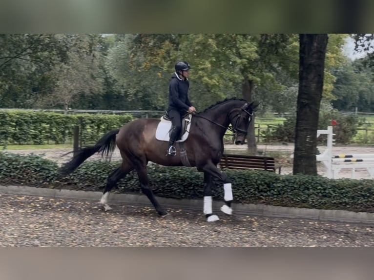 Hannoveraner Wallach 6 Jahre 186 cm Brauner in Hellwege