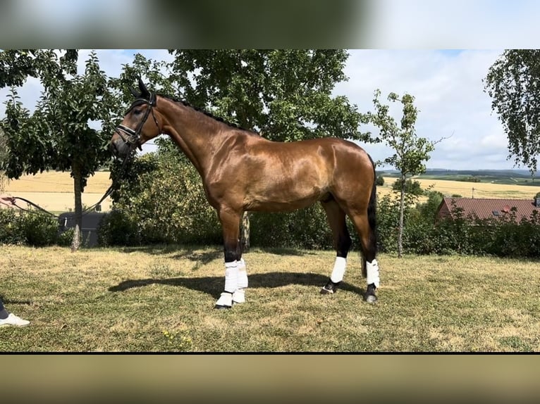 Hannoveraner Mix Wallach 6 Jahre 189 cm Brauner in Hergenfeld