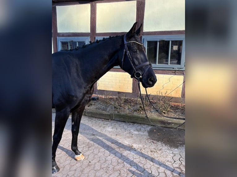 Hannoveraner Wallach 6 Jahre in Bad Bevensen