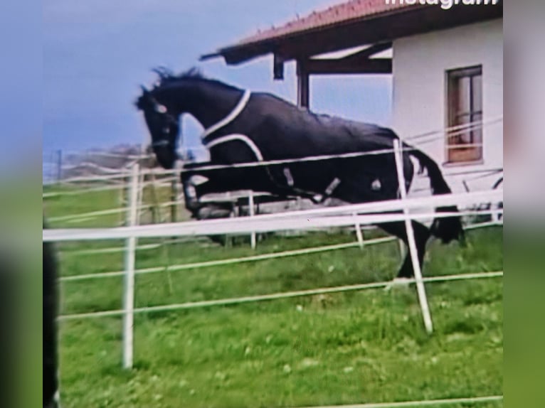 Hannoveraner Wallach 6 Jahre Rappe in Chiemsee