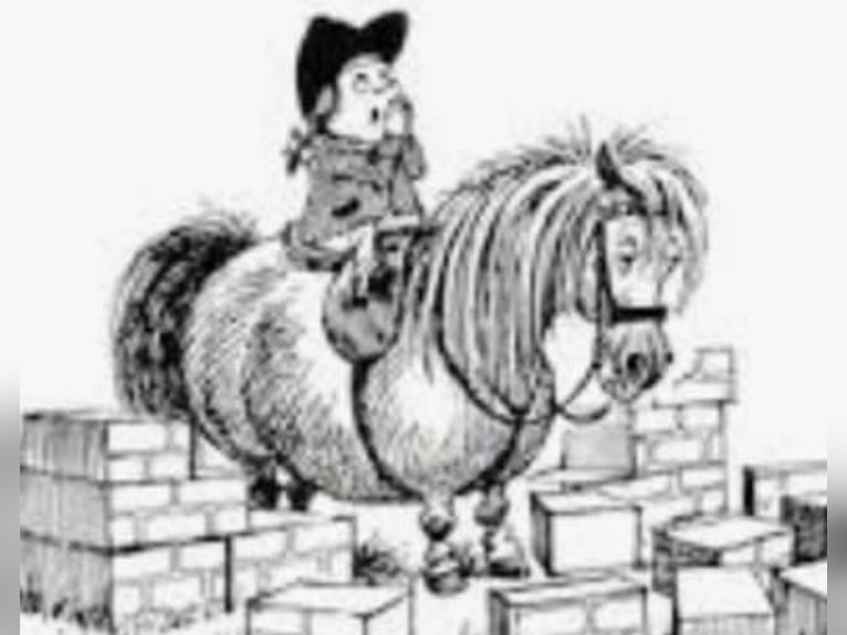 Hannoveraner Wallach 6 Jahre Rappe in Chiemsee