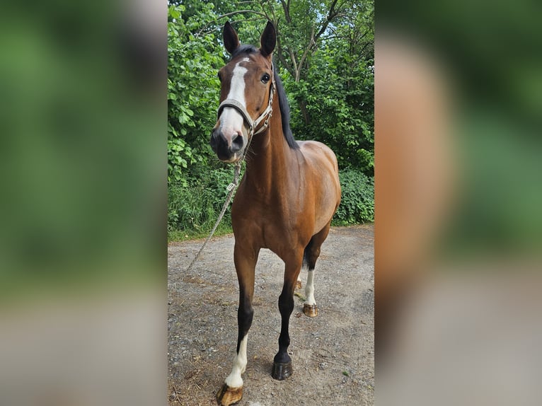 Hannoveraner Wallach 7 Jahre 160 cm Brauner in Ahnatal