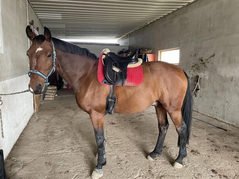 Hannoveraner Wallach 7 Jahre 161 cm Brauner in Werneuchen