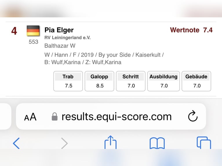 Hannoveraner Wallach 7 Jahre 161 cm Dunkelfuchs in AdelebsenAdelebsen