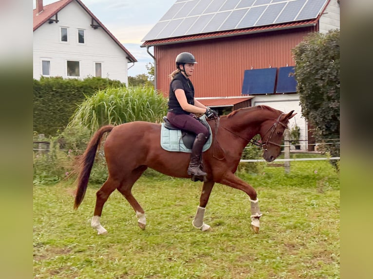 Hannoveraner Wallach 7 Jahre 161 cm Dunkelfuchs in AdelebsenAdelebsen