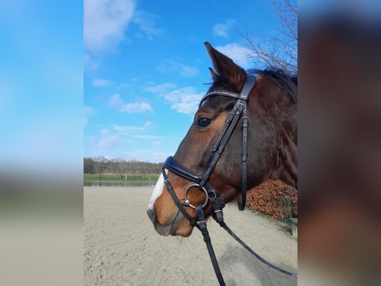 Hannoveraner Wallach 7 Jahre 162 cm Schwarzbrauner in Halsbrücke