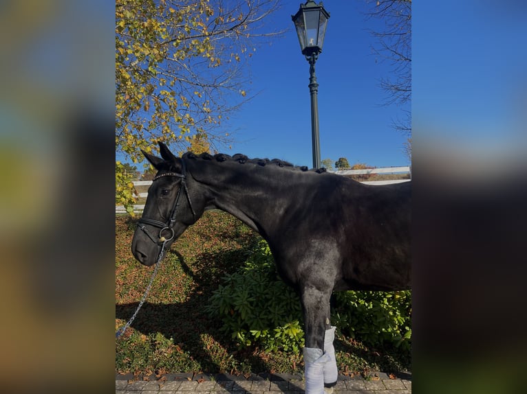 Hannoveraner Wallach 7 Jahre 163 cm Schwarzbrauner in Haiger