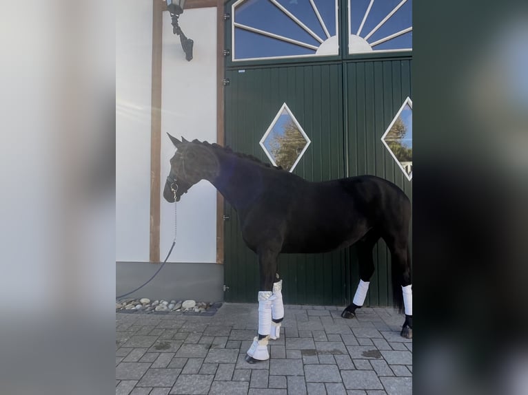 Hannoveraner Wallach 7 Jahre 163 cm Schwarzbrauner in Haiger
