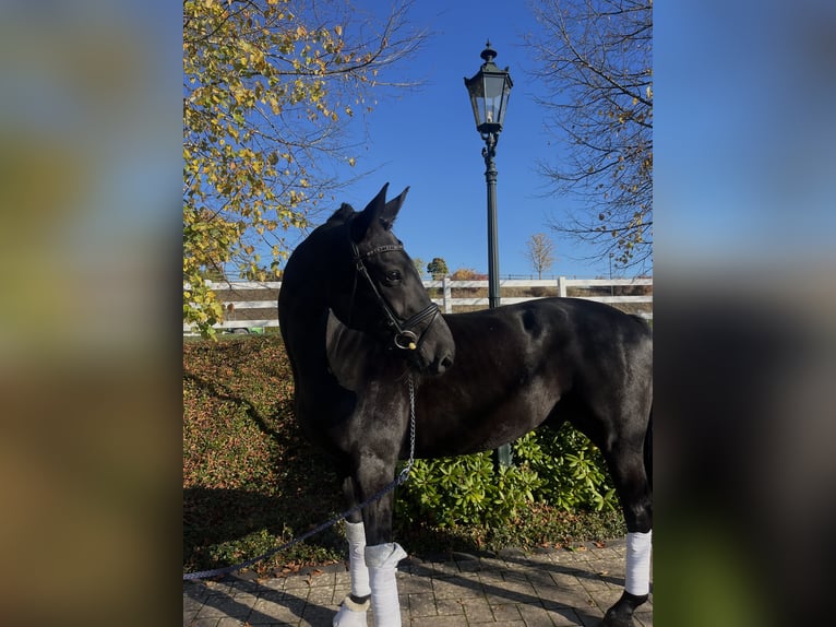 Hannoveraner Wallach 7 Jahre 163 cm Schwarzbrauner in Haiger