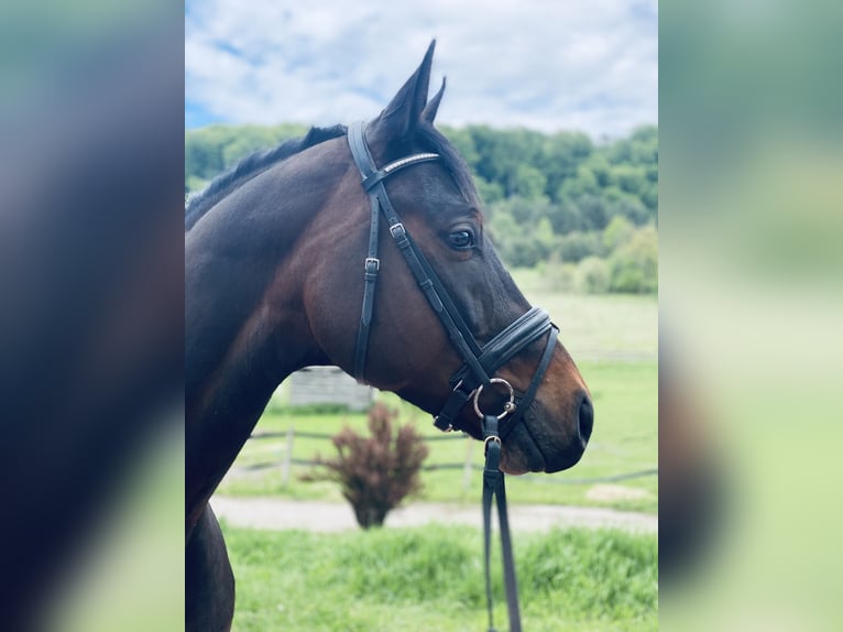 Hannoveraner Wallach 7 Jahre 164 cm Dunkelbrauner in Dresden Innere Altstadt