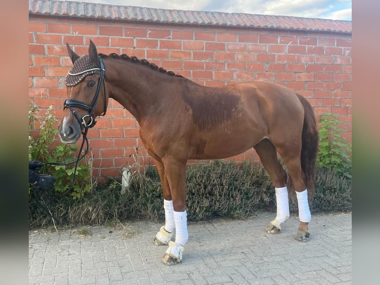 Hannoveraner Wallach 7 Jahre 164 cm Fuchs in Harpstedt