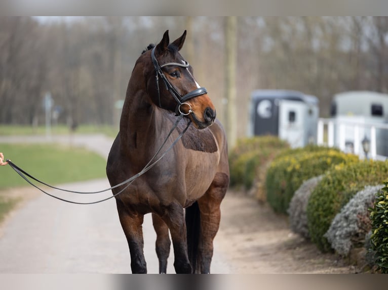 Hannoveraner Wallach 7 Jahre 165 cm Brauner in Schmelz