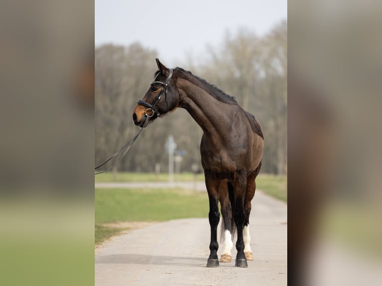 Hannoveraner Wallach 7 Jahre 165 cm Brauner in Schmelz