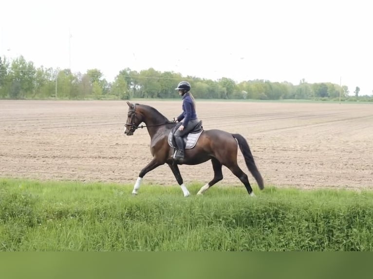Hannoveraner Wallach 7 Jahre 165 cm Dunkelbrauner in Gersten