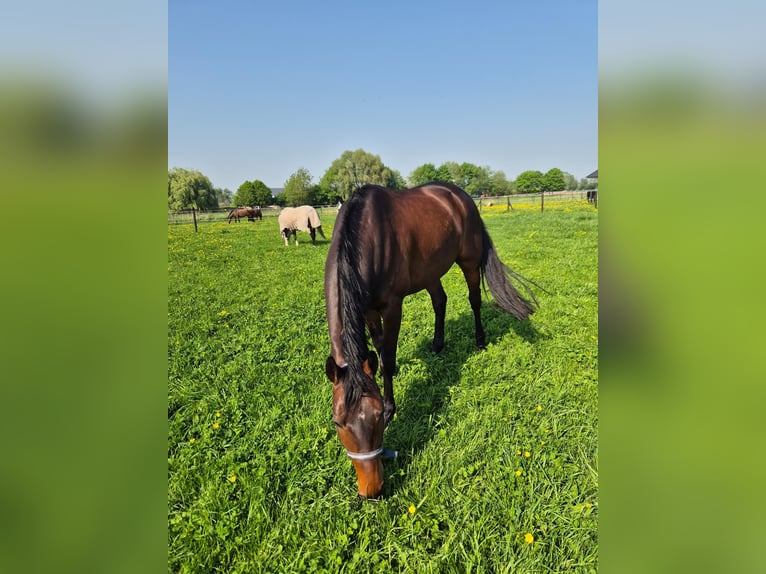 Hannoveraner Wallach 7 Jahre 165 cm Dunkelbrauner in Renswoude