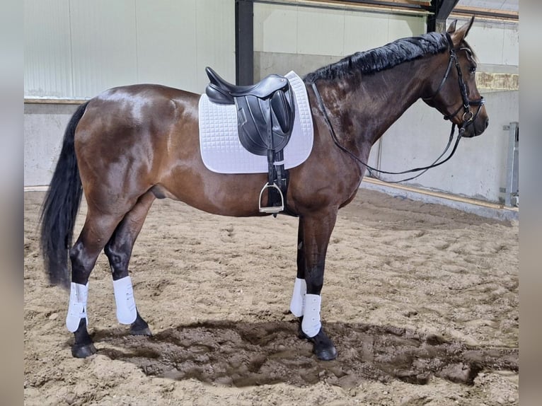 Hannoveraner Wallach 7 Jahre 165 cm Dunkelbrauner in Renswoude