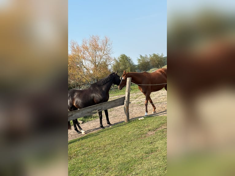 Hannoveraner Wallach 7 Jahre 165 cm Fuchs in Dolle