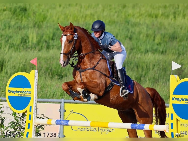 Hannoveraner Wallach 7 Jahre 165 cm Fuchs in Darmstadt