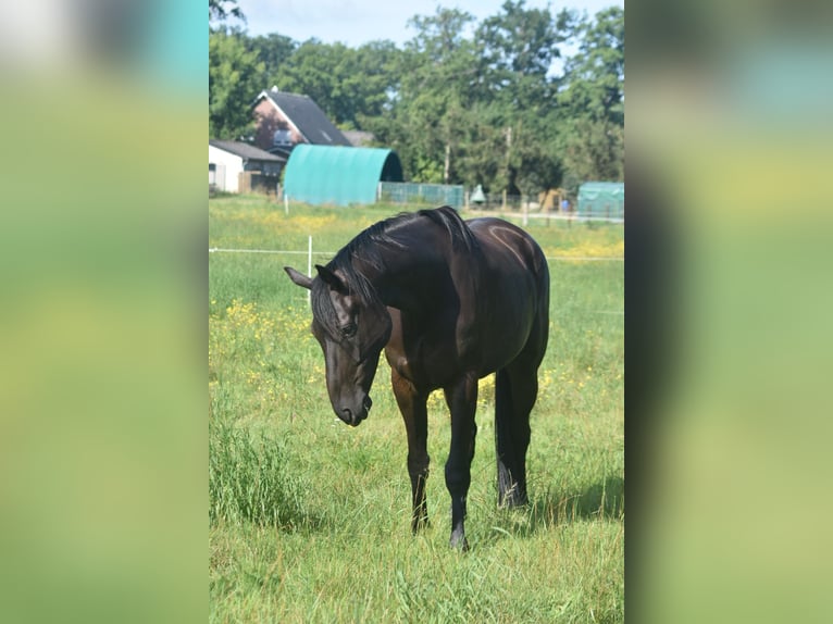 Hannoveraner Wallach 7 Jahre 165 cm Rappe in L&#xFC;chow (Wendland)