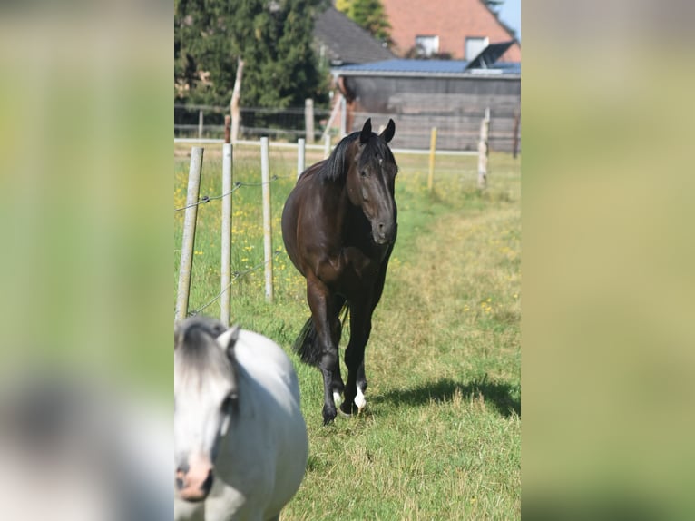 Hannoveraner Wallach 7 Jahre 165 cm Rappe in L&#xFC;chow (Wendland)
