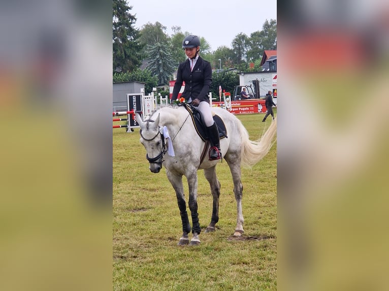 Hannoveraner Wallach 7 Jahre 165 cm Schimmel in Vorbeck