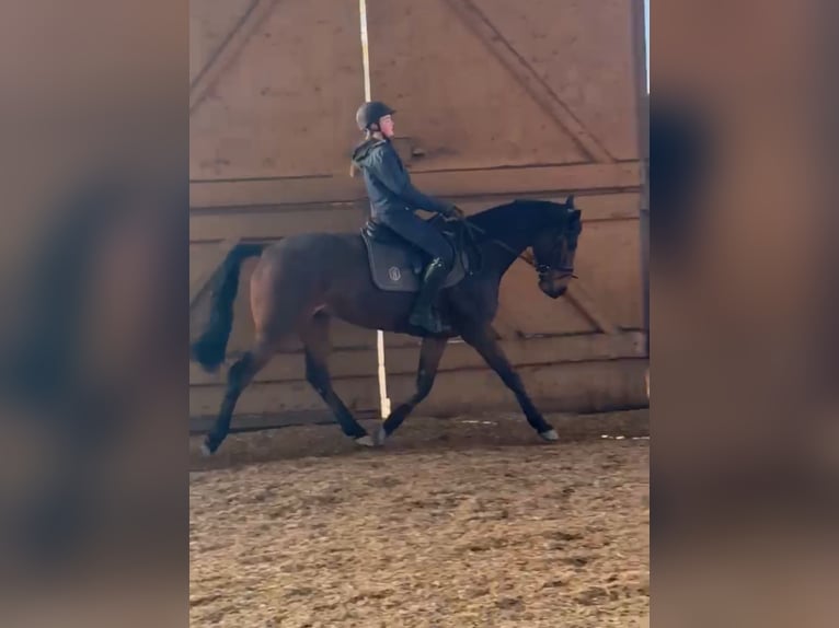Hannoveraner Wallach 7 Jahre 166 cm Brauner in Bremerv&#xF6;rde
