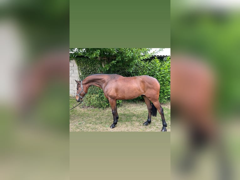 Hannoveraner Wallach 7 Jahre 166 cm Brauner in Bremerv&#xF6;rde