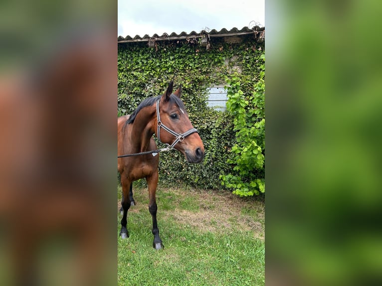 Hannoveraner Wallach 7 Jahre 166 cm Brauner in Bremerv&#xF6;rde