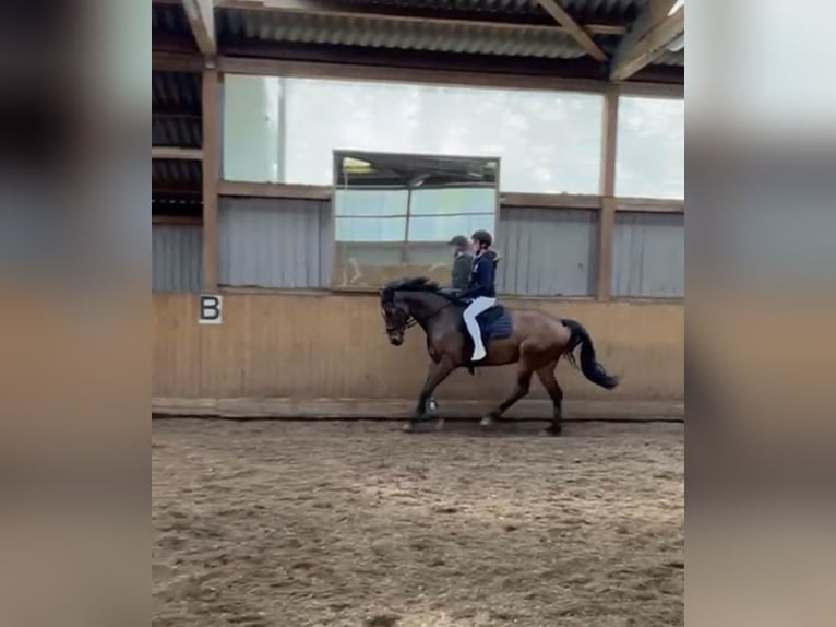 Hannoveraner Wallach 7 Jahre 166 cm Brauner in Bremerv&#xF6;rde