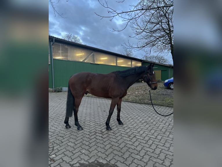 Hannoveraner Wallach 7 Jahre 166 cm Brauner in Fredenbeck
