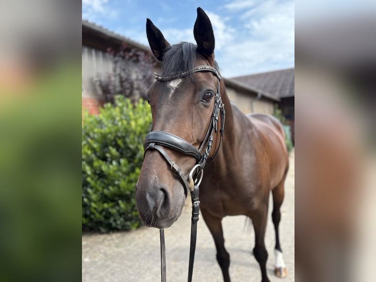 Hannoveraner Wallach 7 Jahre 166 cm Brauner in Verden (Aller)