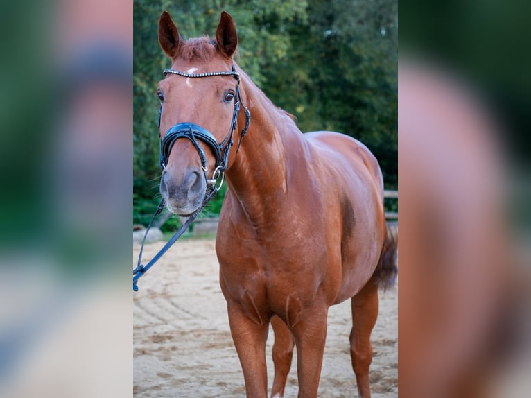 Hannoveraner Wallach 7 Jahre 166 cm Fuchs in Pinggau