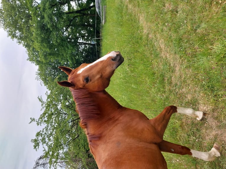 Hannoveraner Wallach 7 Jahre 166 cm Fuchs in Butzbach