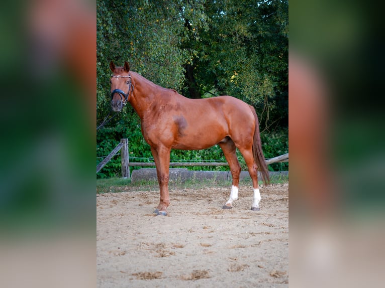 Hannoveraner Wallach 7 Jahre 166 cm Fuchs in Pinggau