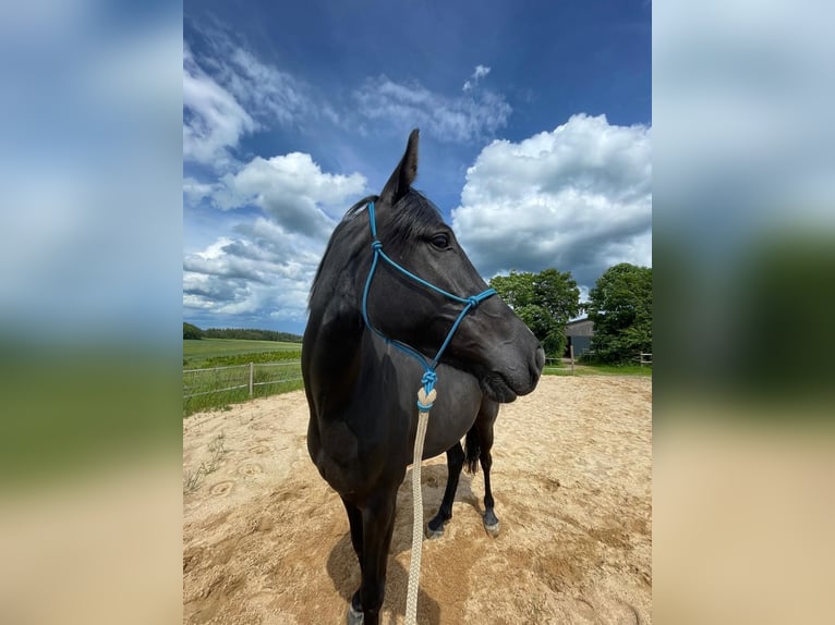Hannoveraner Wallach 7 Jahre 166 cm Rappe in Monreal