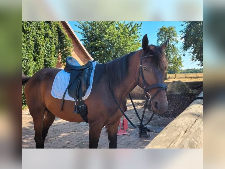 Hannoveraner Wallach 7 Jahre 167 cm Brauner in Bassum