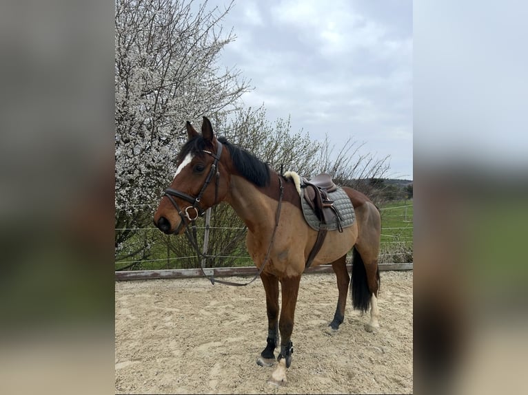 Hannoveraner Wallach 7 Jahre 167 cm Brauner in Groß-Umstadt