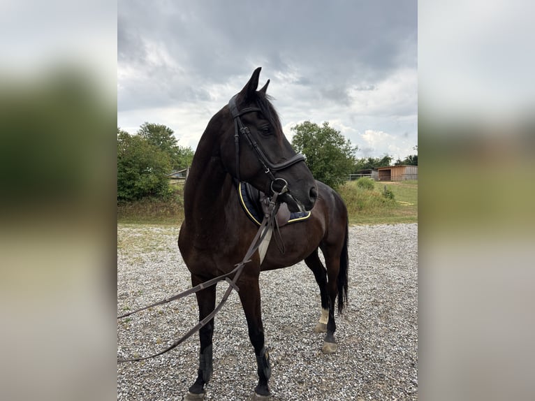 Hannoveraner Wallach 7 Jahre 167 cm Dunkelbrauner in Deisenhausen