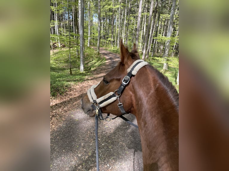 Hannoveraner Wallach 7 Jahre 167 cm Dunkelfuchs in Marktoberdorf